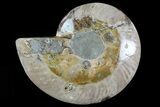 Cut Ammonite Fossil (Half) - Crystal Chambers #78335-1